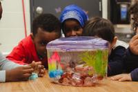 preschoolers admiring a beta fish