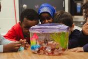 preschoolers admiring a beta fish