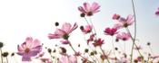 pink flowers