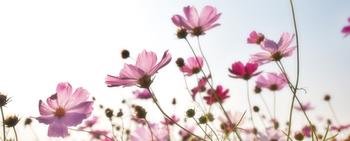 pink flowers